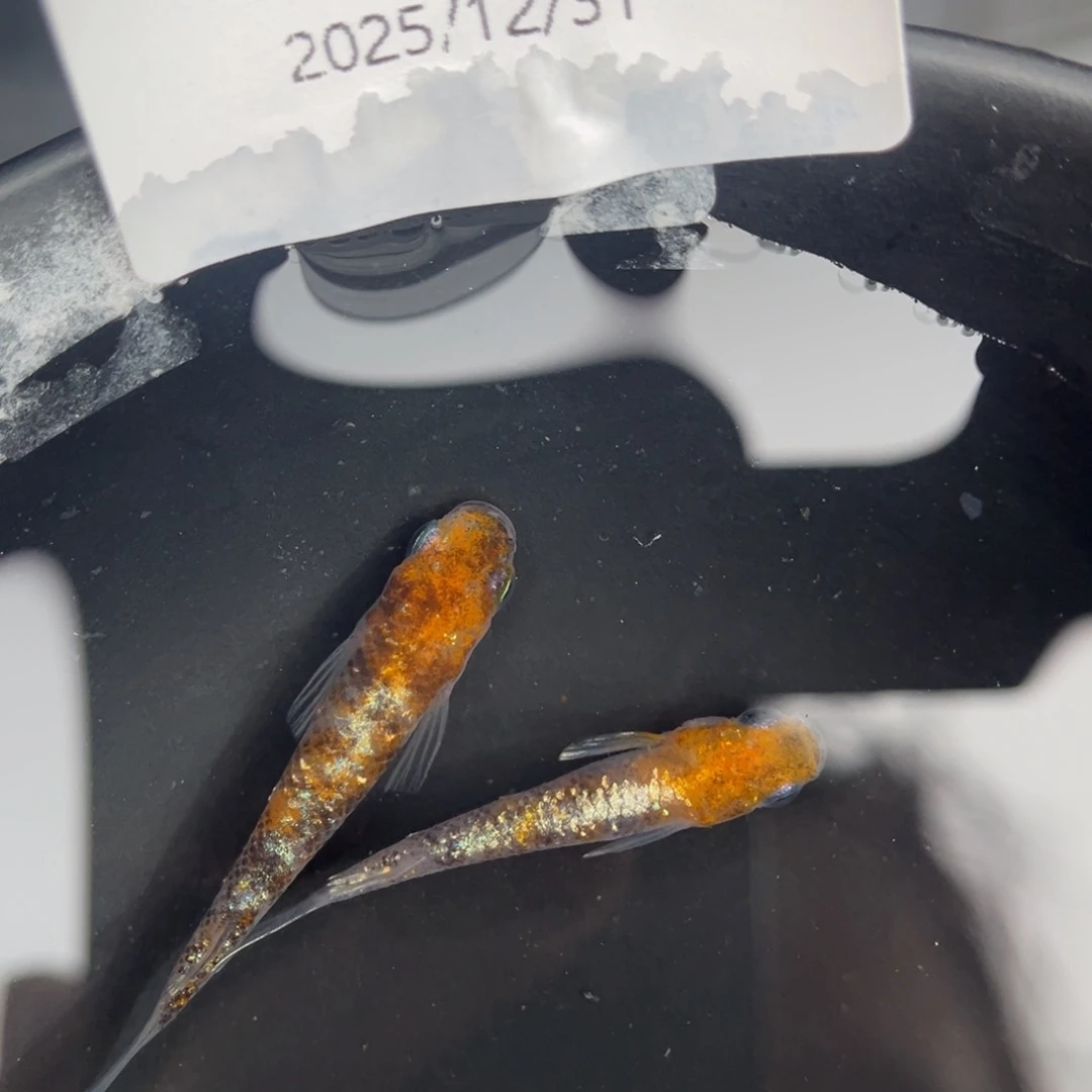 青鳉鱼203lu04一对