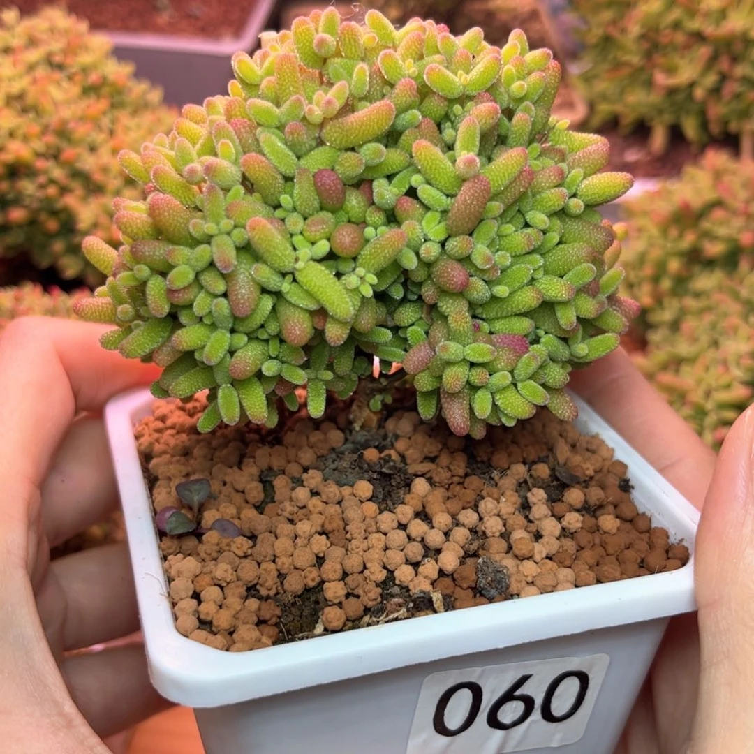 060蜜桔可爱多肉植物