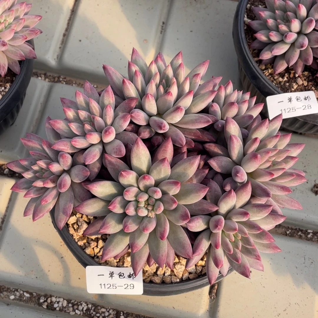 芳***菲1125-29-如烟。。。。。