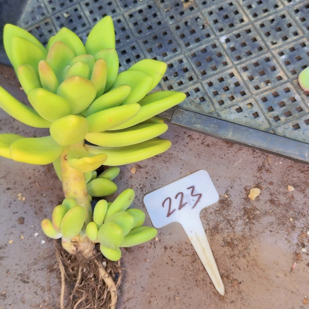 多肉植物的生长发育与