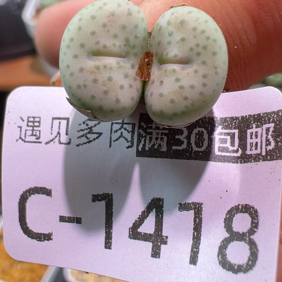 多肉植物1111111111111