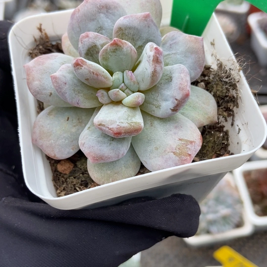 9000石化玉芙蓉多肉植物