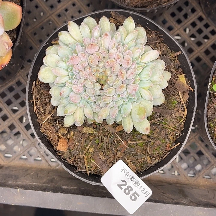 阿雅园艺。      285梦露缀