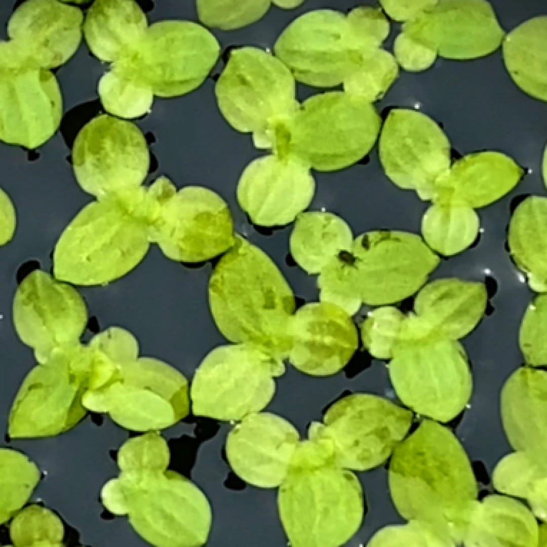 圆心萍浮萍水草水培植物净化鱼缸水质适合庭院景观蓝吉罗观赏鱼