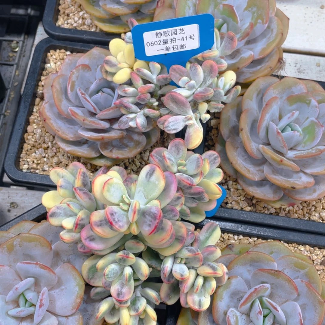 0602-41-乒乓福娘锦大群一颗