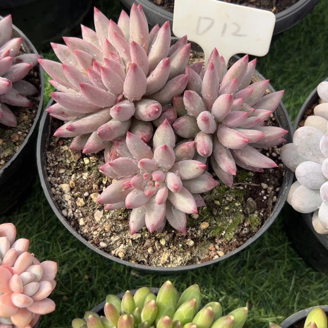 虞美人多肉植物保护研究所