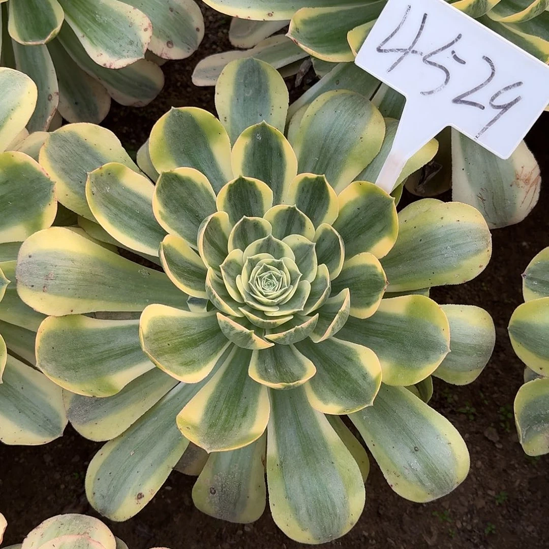 4529香炉盘多肉法师