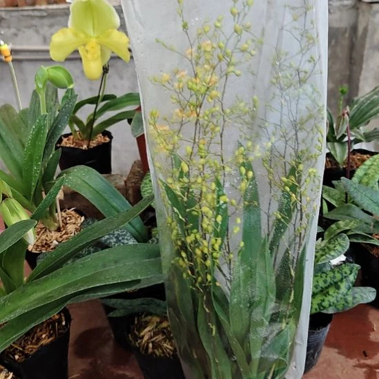 完全开放带花苞发货七到十个花剑