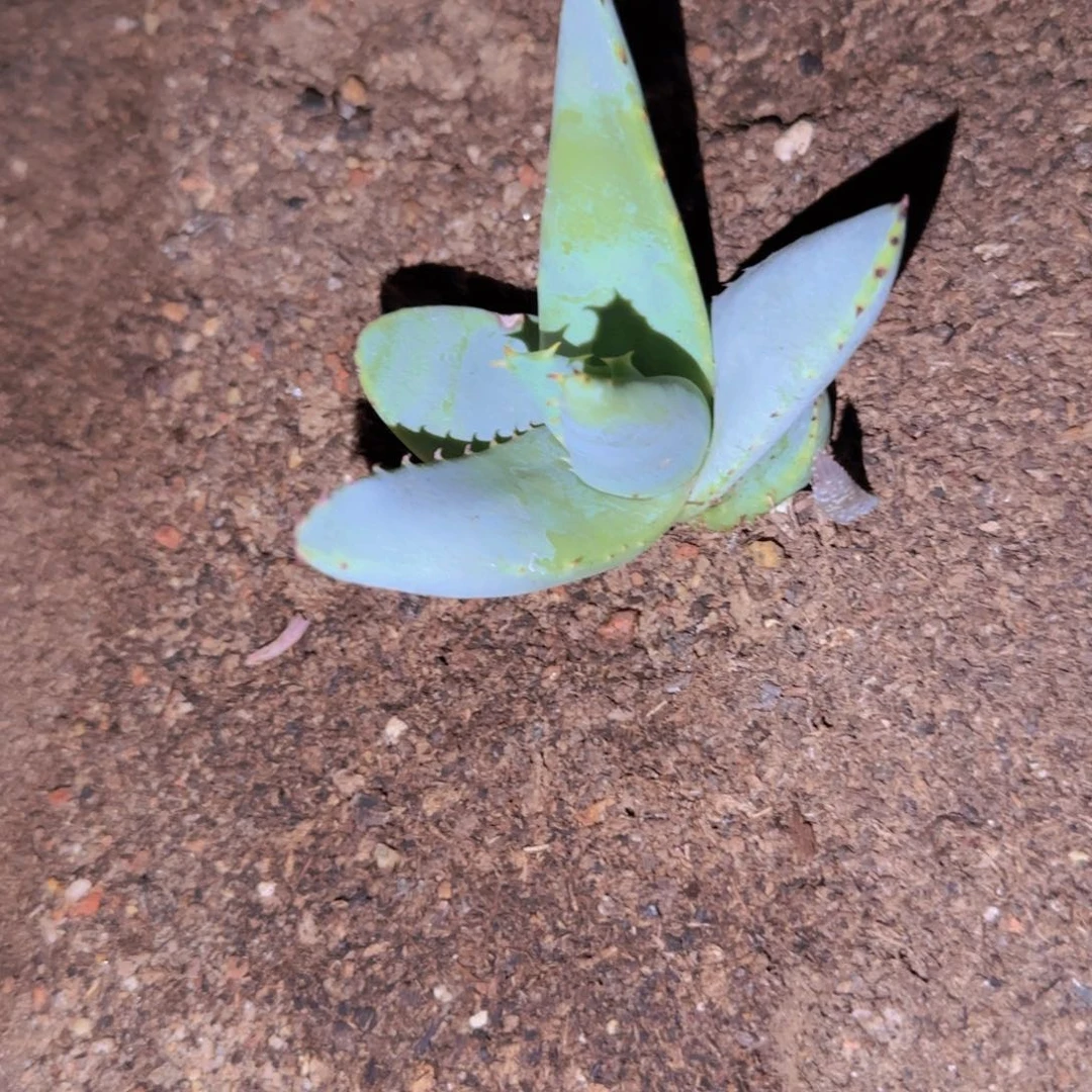 三****生块根植物块根植物