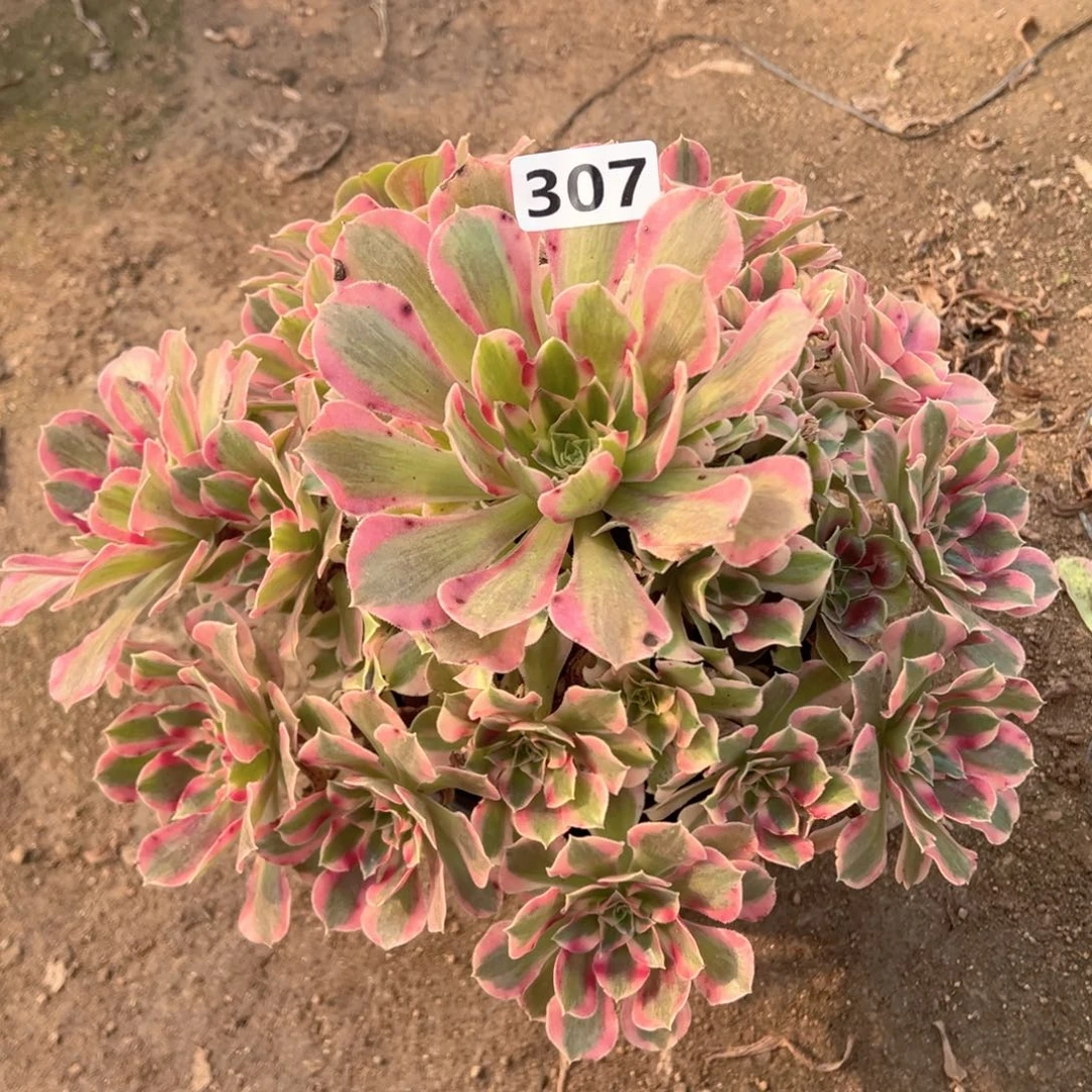 多肉植物叶罗刹307