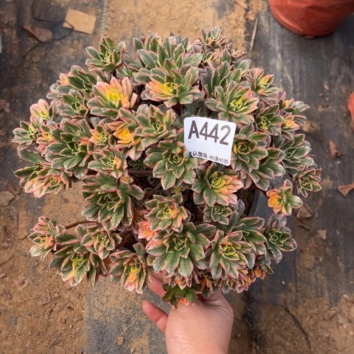 甜茶多肉植物442.