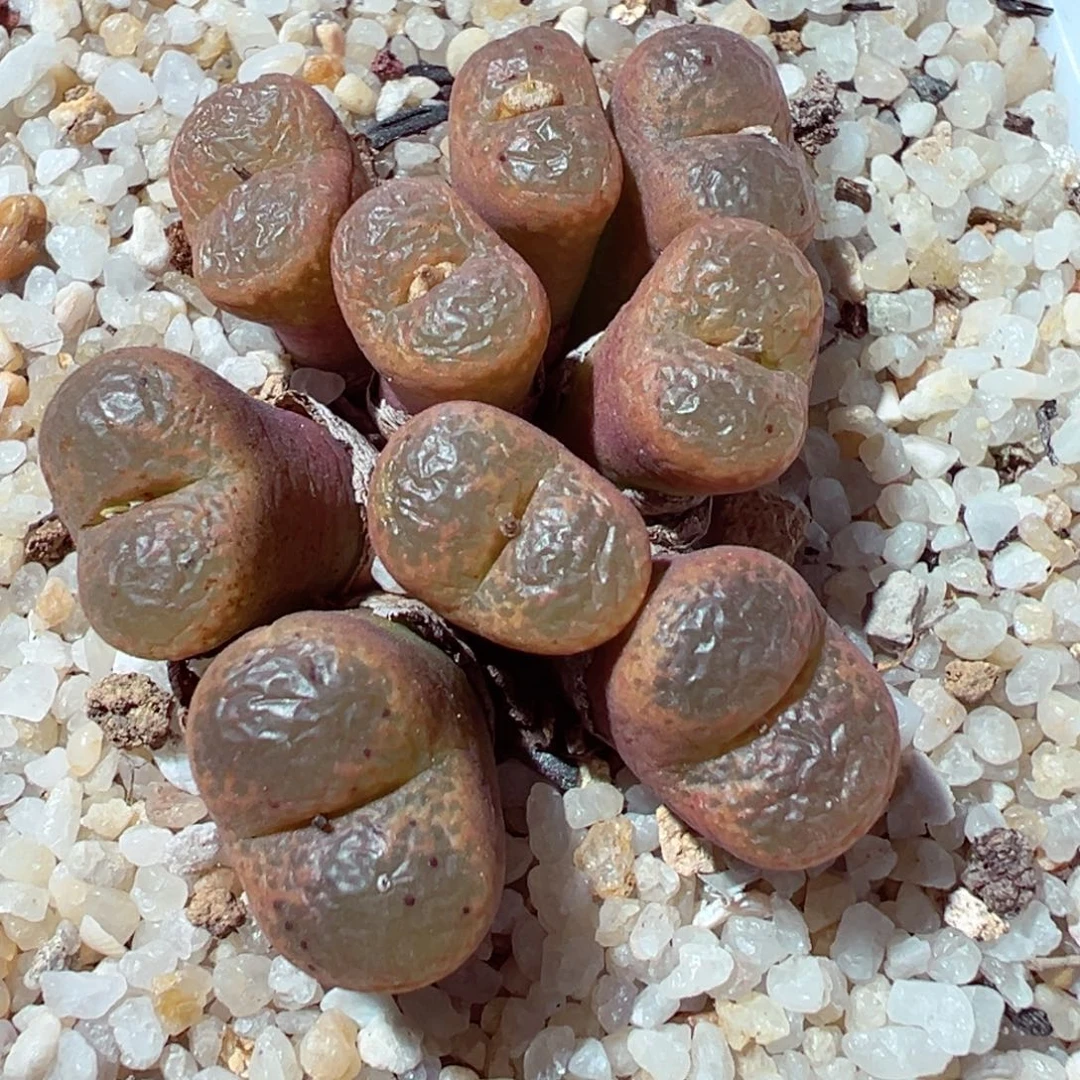 1215-324多肉多日