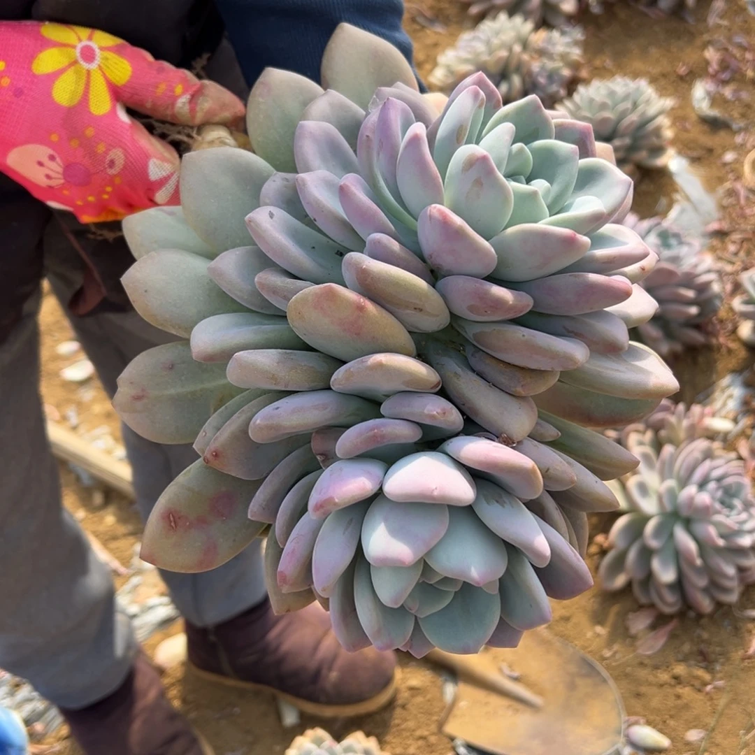 ꧁***꧂地栽奥普琳娜背靠背（包邮不包损）