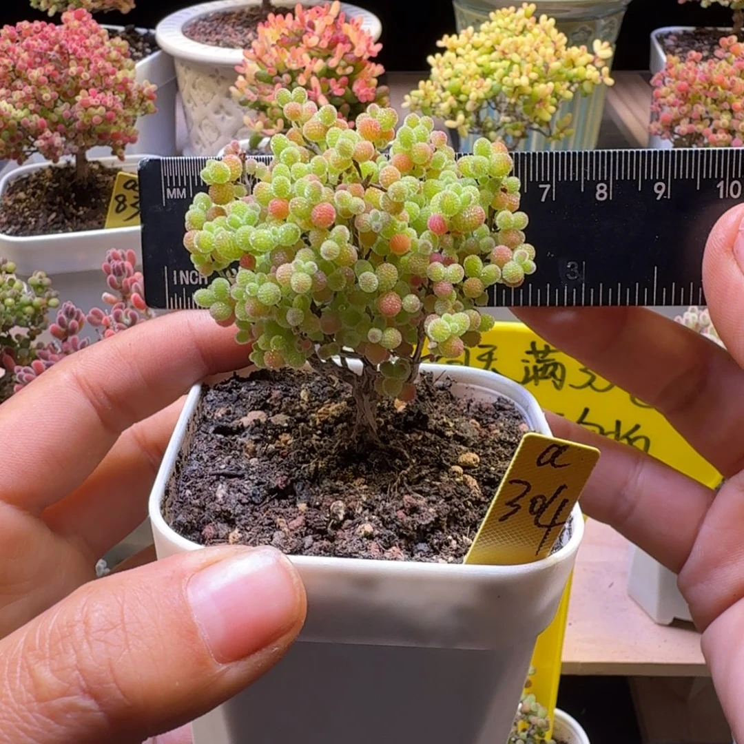 a304号橘子糖冠服5.5厘米左右