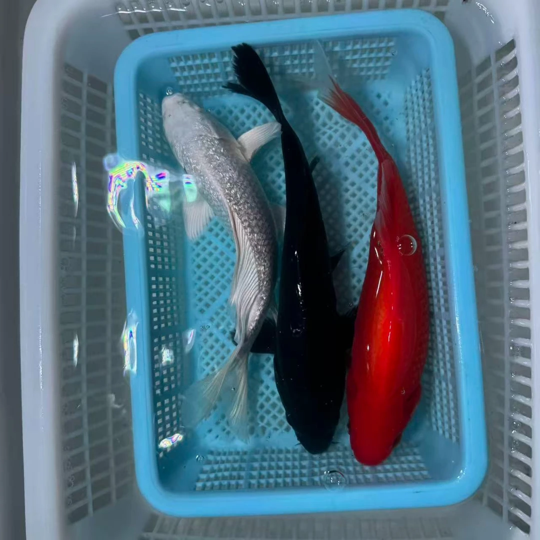 【三条装】15-20红鹦鹉铁包金白蝴蝶观赏鱼冷水鱼包邮