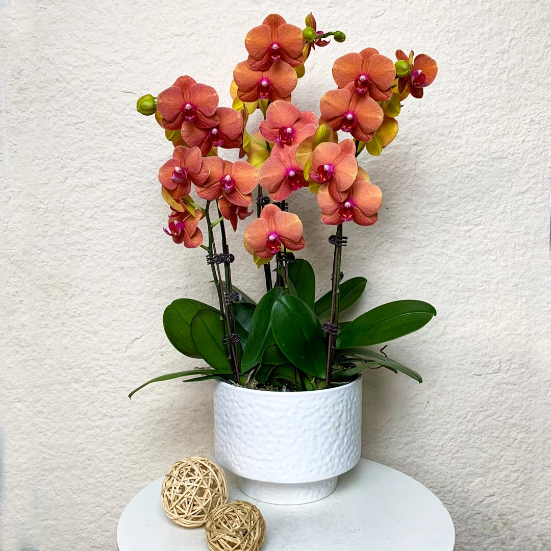 【金桔】蝴蝶兰  爱马仕橙色系 家居室内摆放轻奢高级感花卉