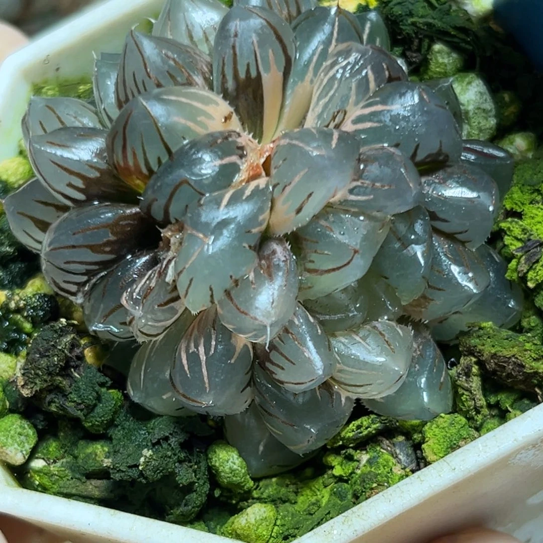 恭喜发财大吉大利0339