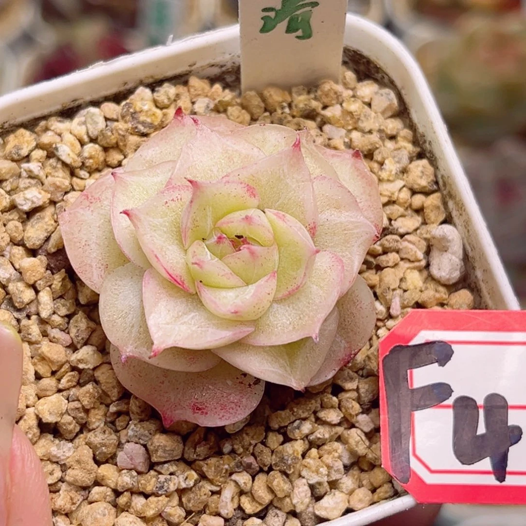 透*子F414虾滑一物一拍