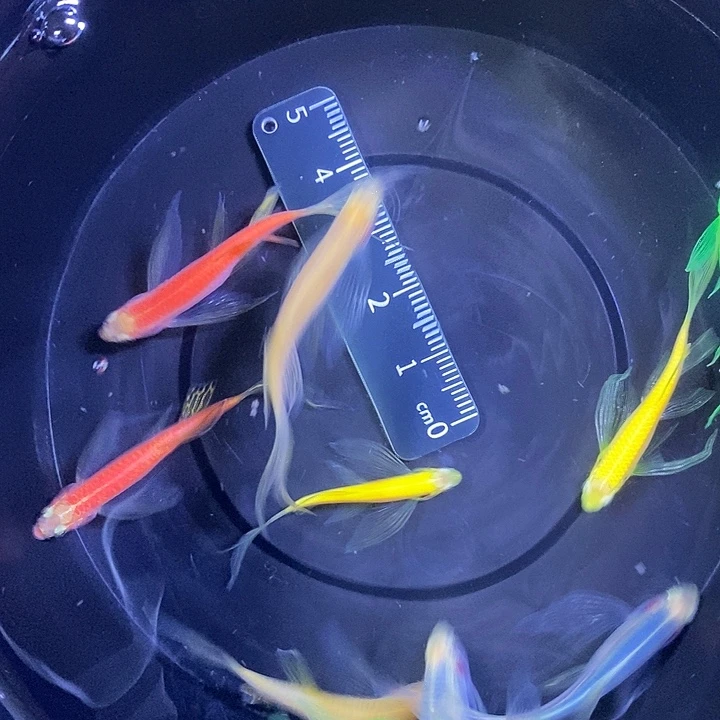 斑马鱼蝶翼斑马瑕疵练手鱼3-4厘米10条