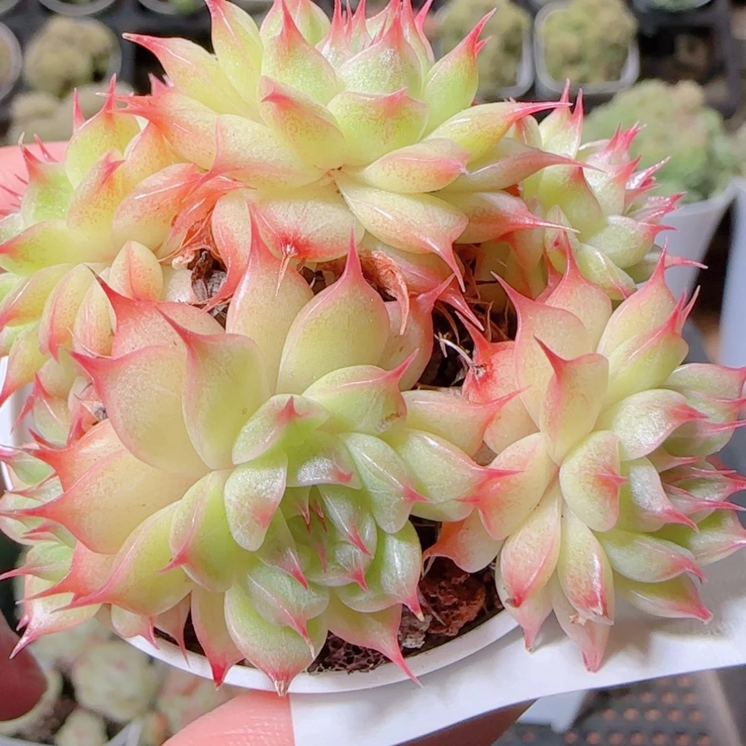花语逸镜1109-37散海王