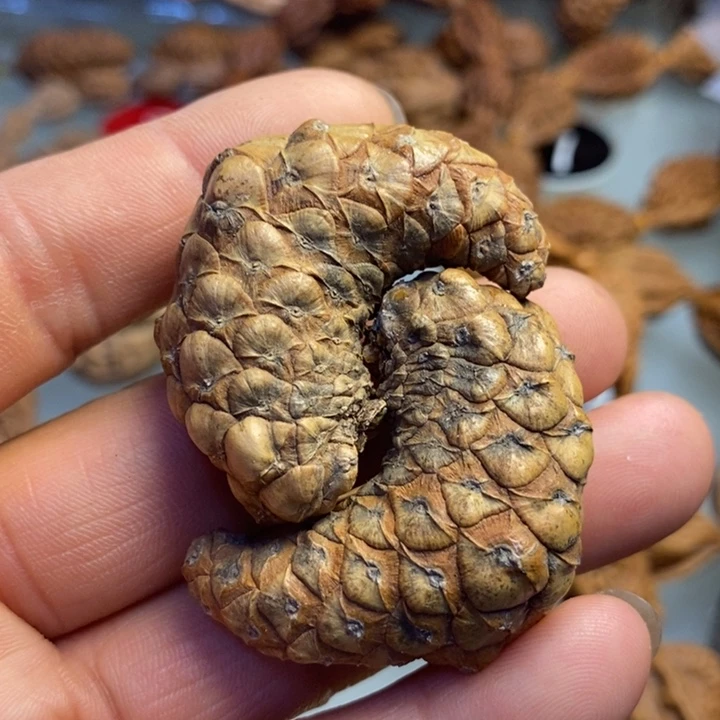 橄榄核把件拿姐工艺6