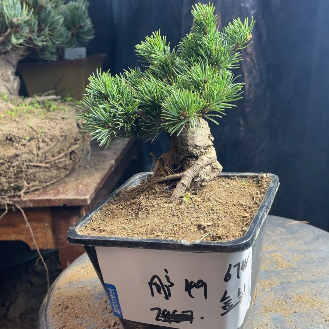 用***7无花朵一个包邮100