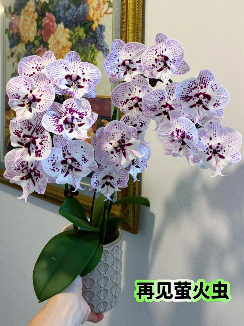 3.5寸（再见萤火虫）蝴蝶兰带花剑