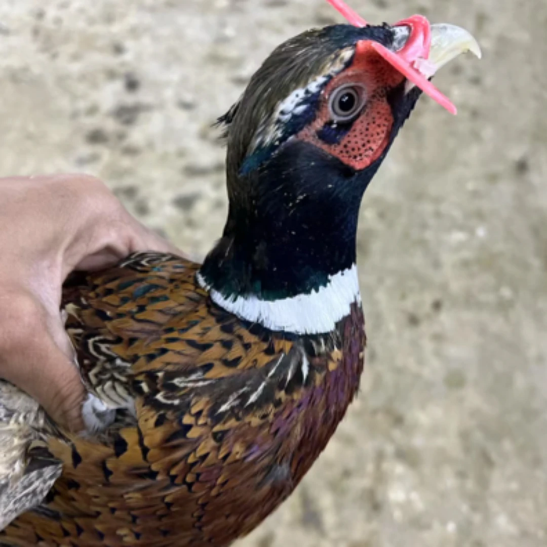 活动【1公2母】七彩山鸡肉质鲜美-整鸡发货