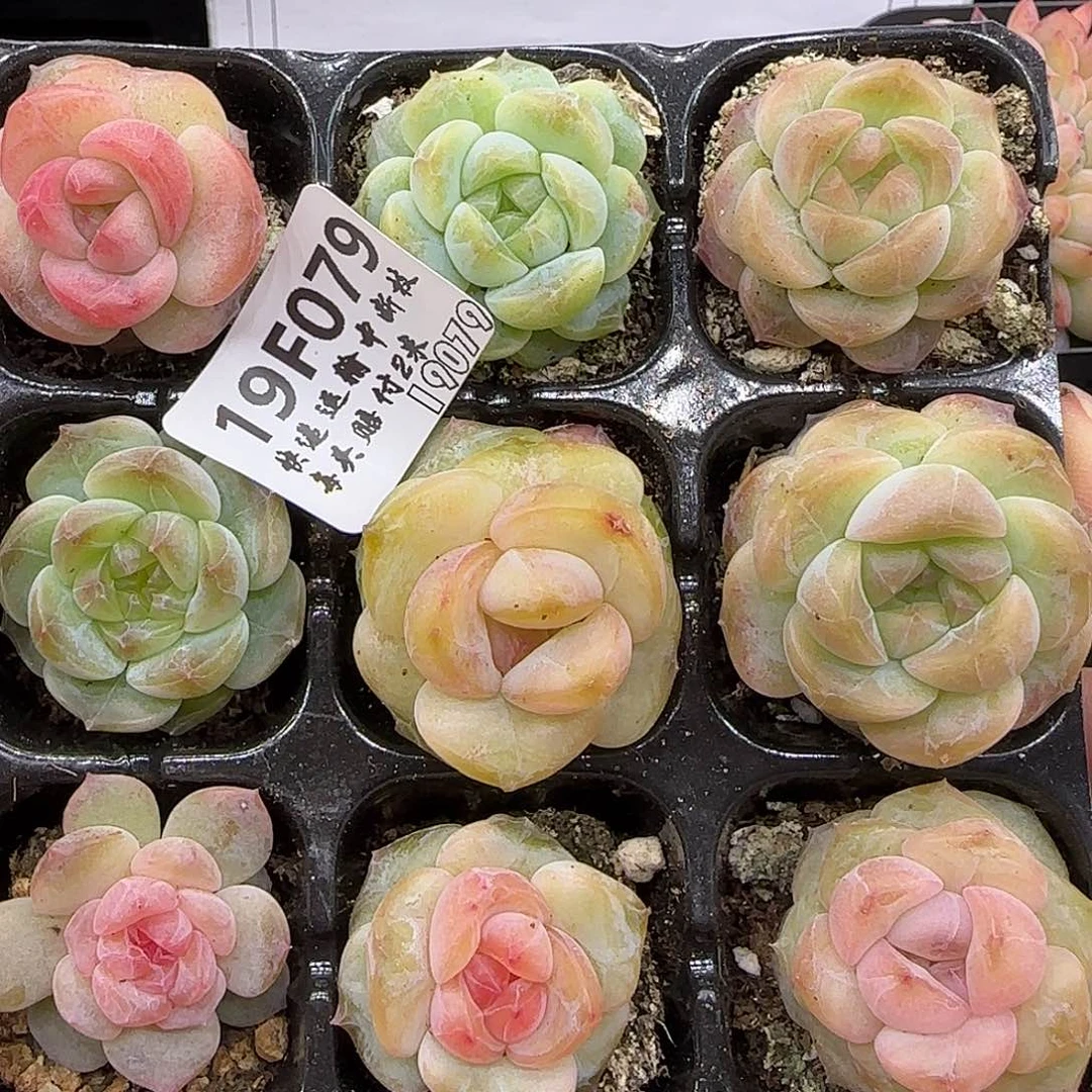 079混搭九棵糖心珍妮