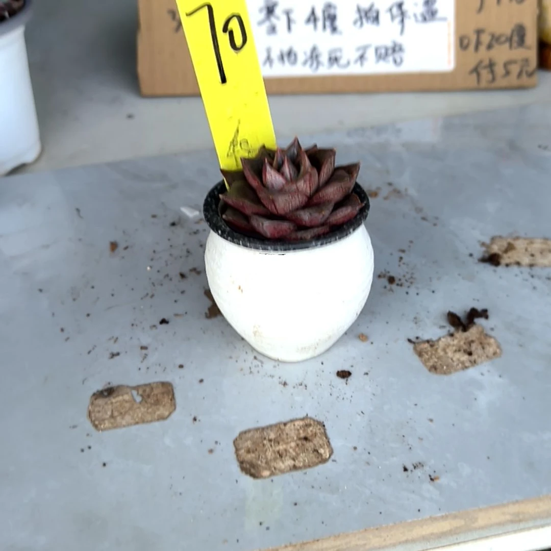 满6元包邮，大河锦70号