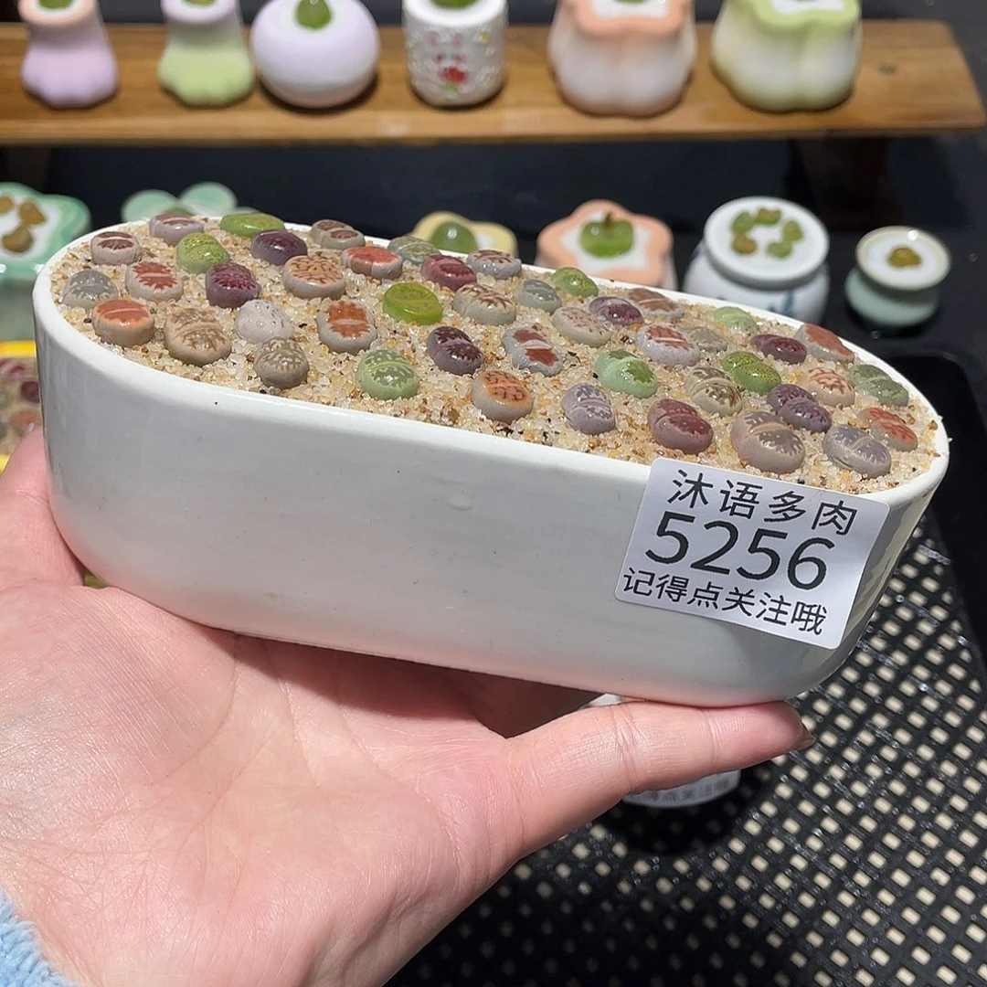 带盆土植物 一物一拍5256