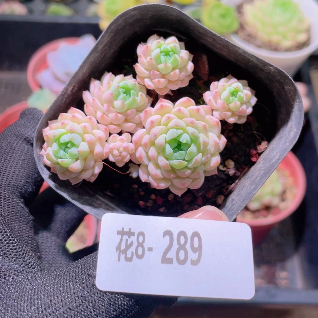花利美 8-289小粉莓