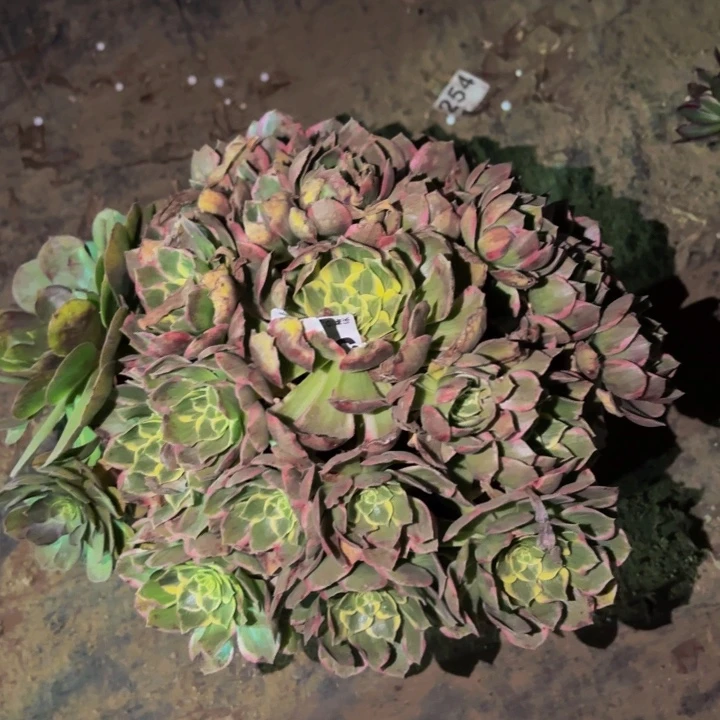 540海仙多肉植物不售后