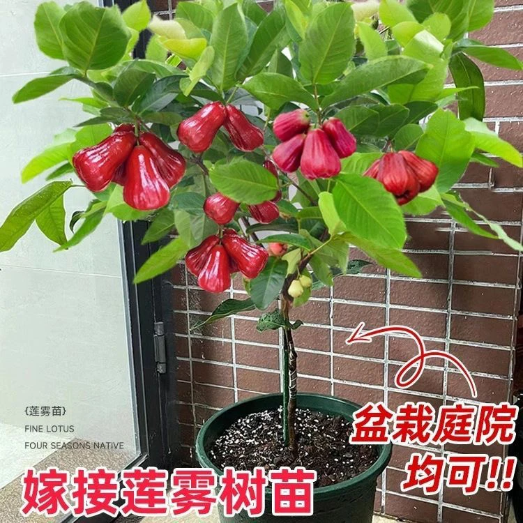 莲雾树苗嫁接台湾四季南方种植当年结果大叶黑金刚果树果苗