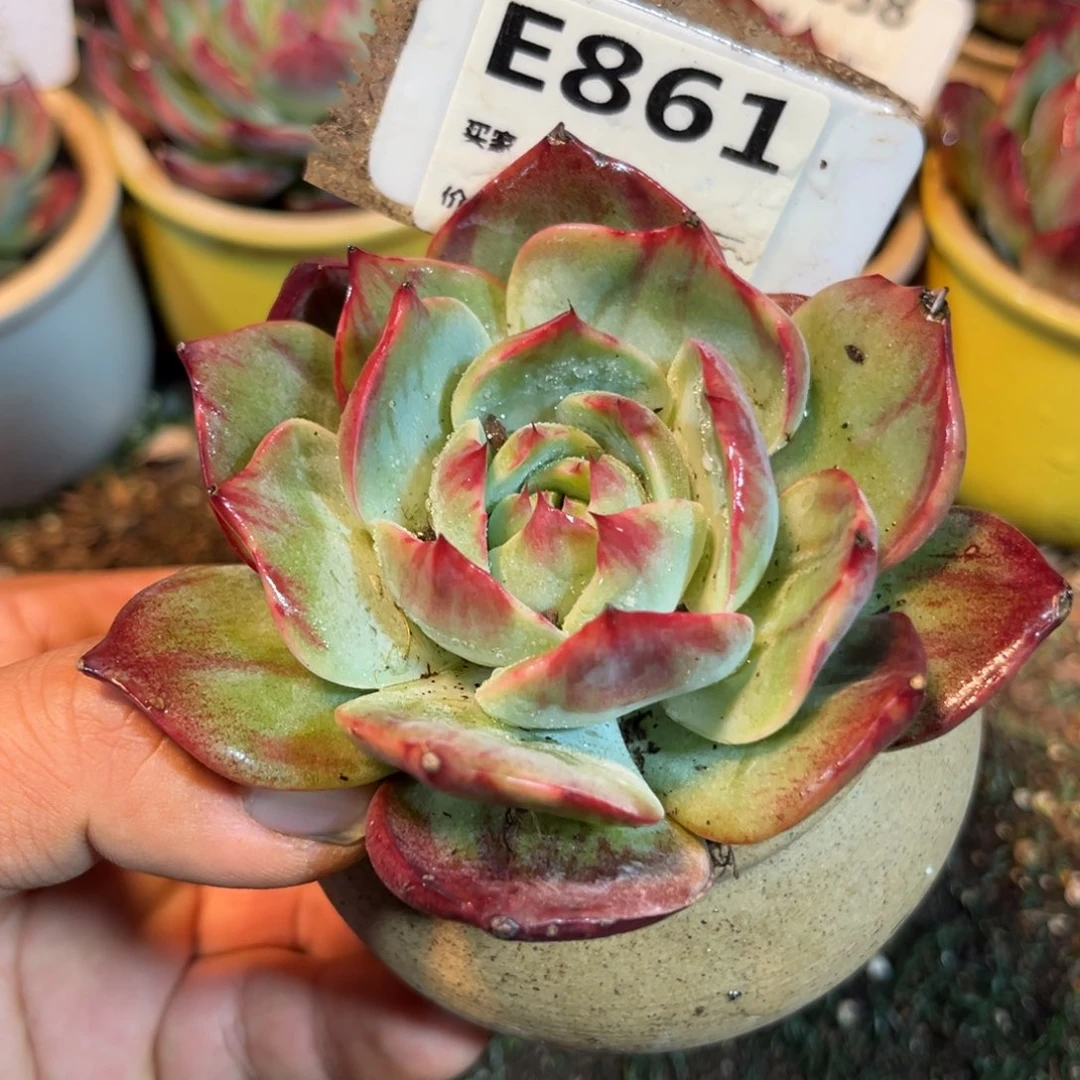 惊鸿一瞥861点的