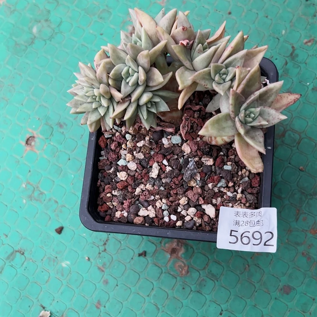 9号爱**?我们的确是一5692