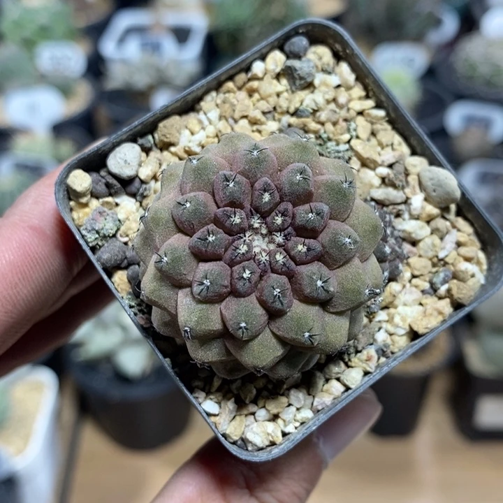 实生蜥蜴皮147号3.5cm