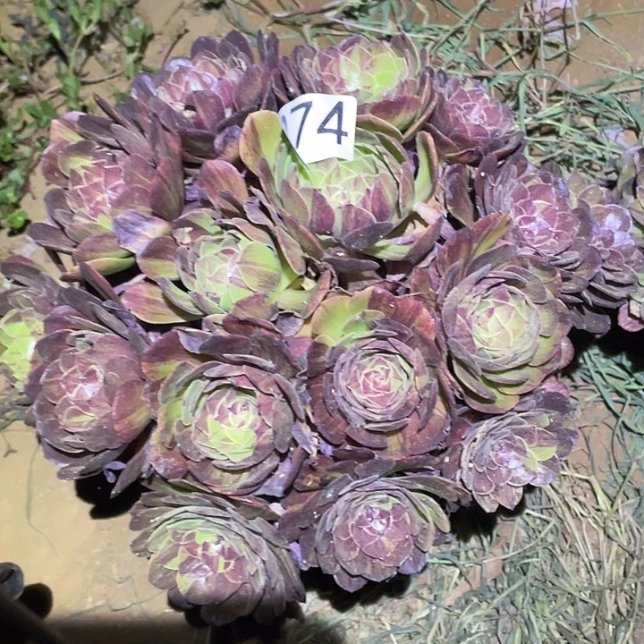 多肉植物法师874花月夜