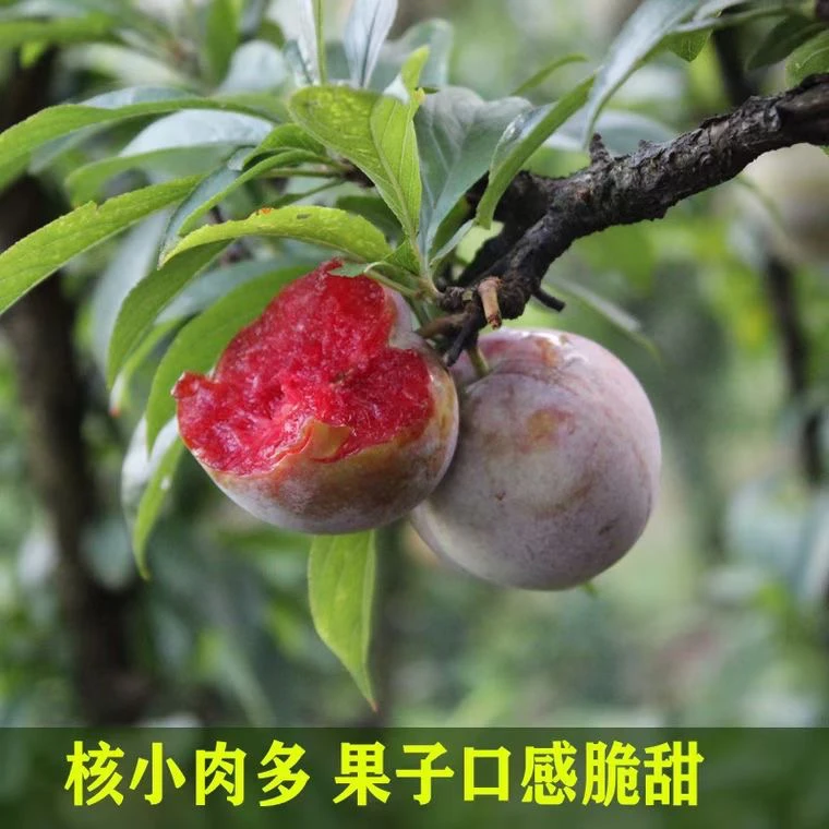 当天现摘，桃心李，无农药，早上刚摘的，自然成熟