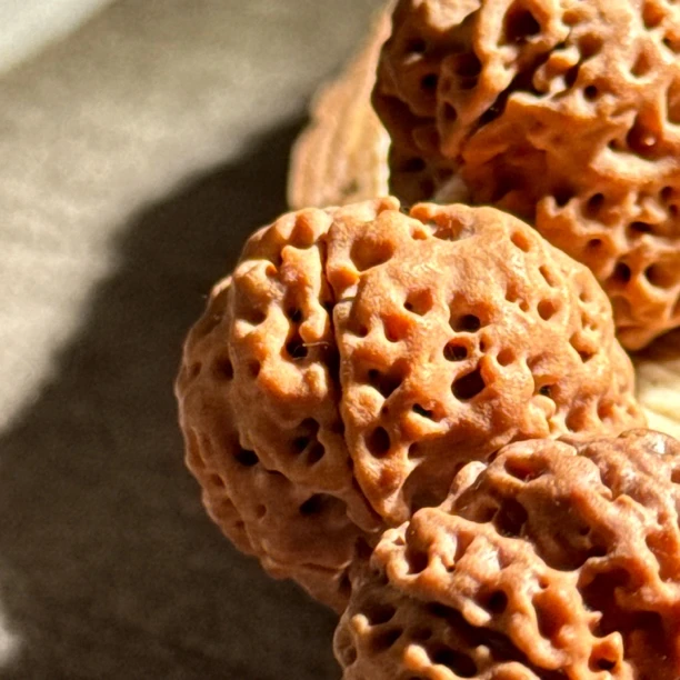 【红肉蜂王】丁格拉产区满肉蜂窝果冻红皮毕业大金刚菩提