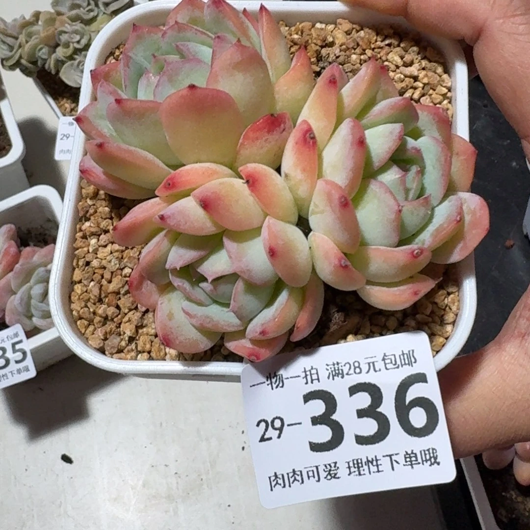 桔子冰无盆土发货无盆