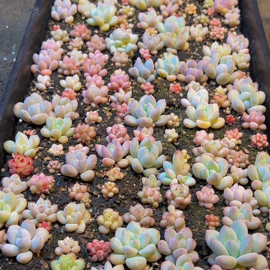 953多肉葡萄的味道是真的很