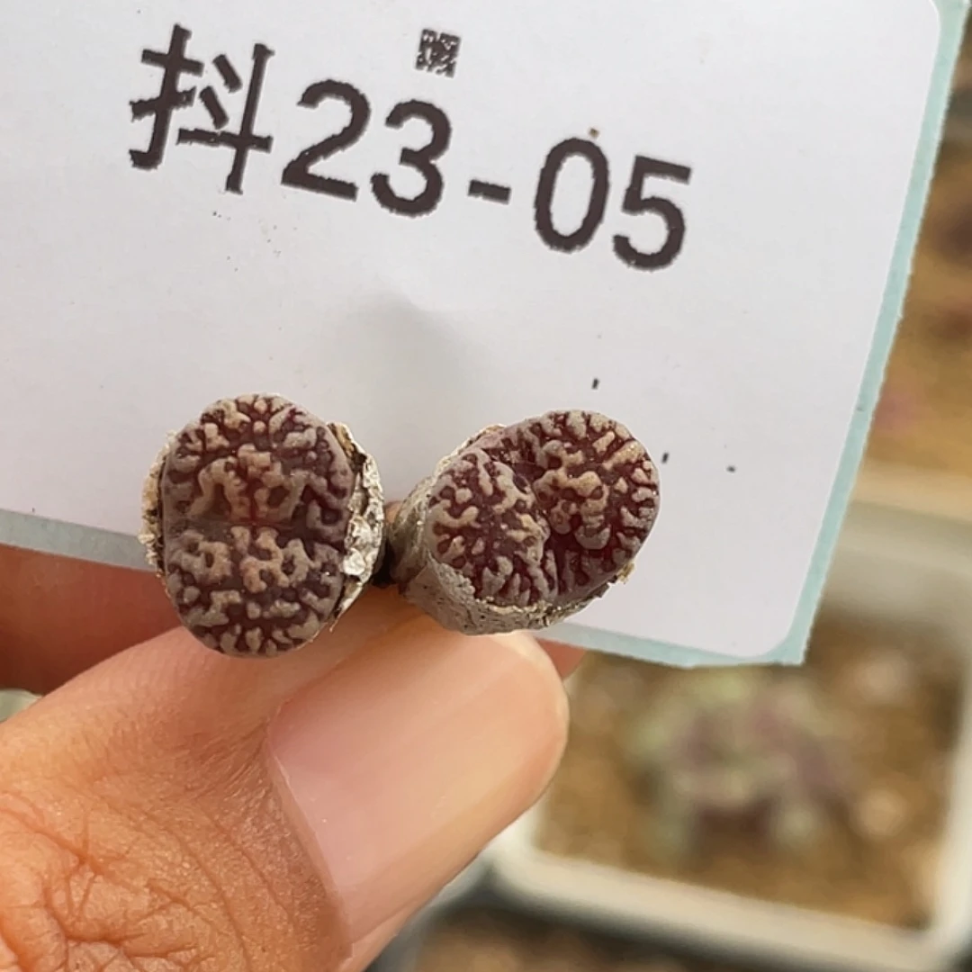 23-5紫鸟多肉植物