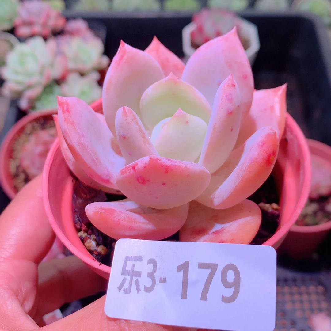 乐然3-179 白月梦露