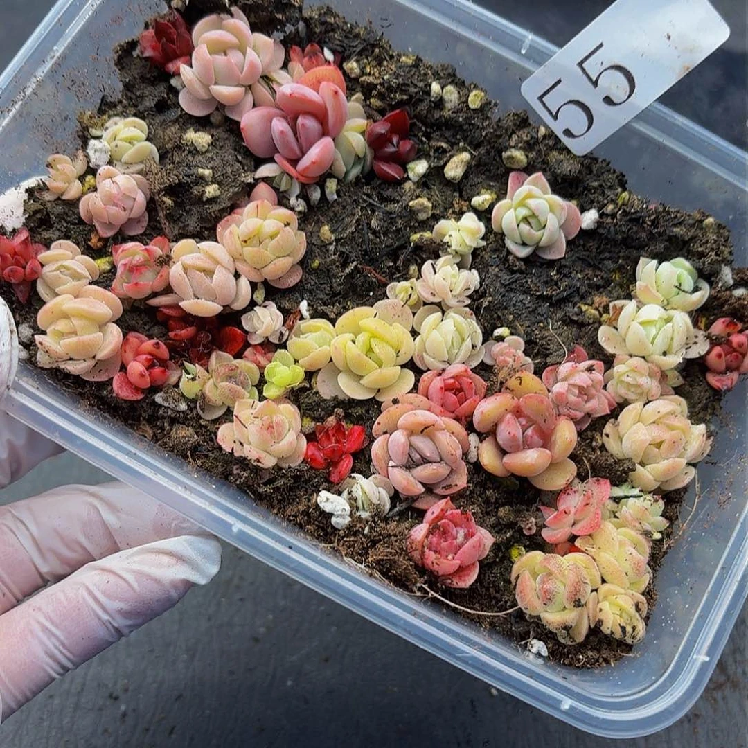 多肉植物多肉植物55