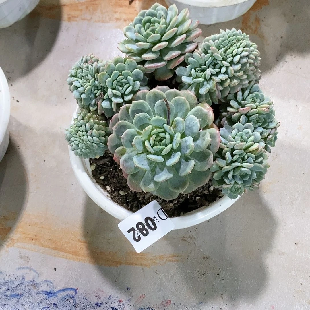 瑶**咪082白胖子缀多肉植物