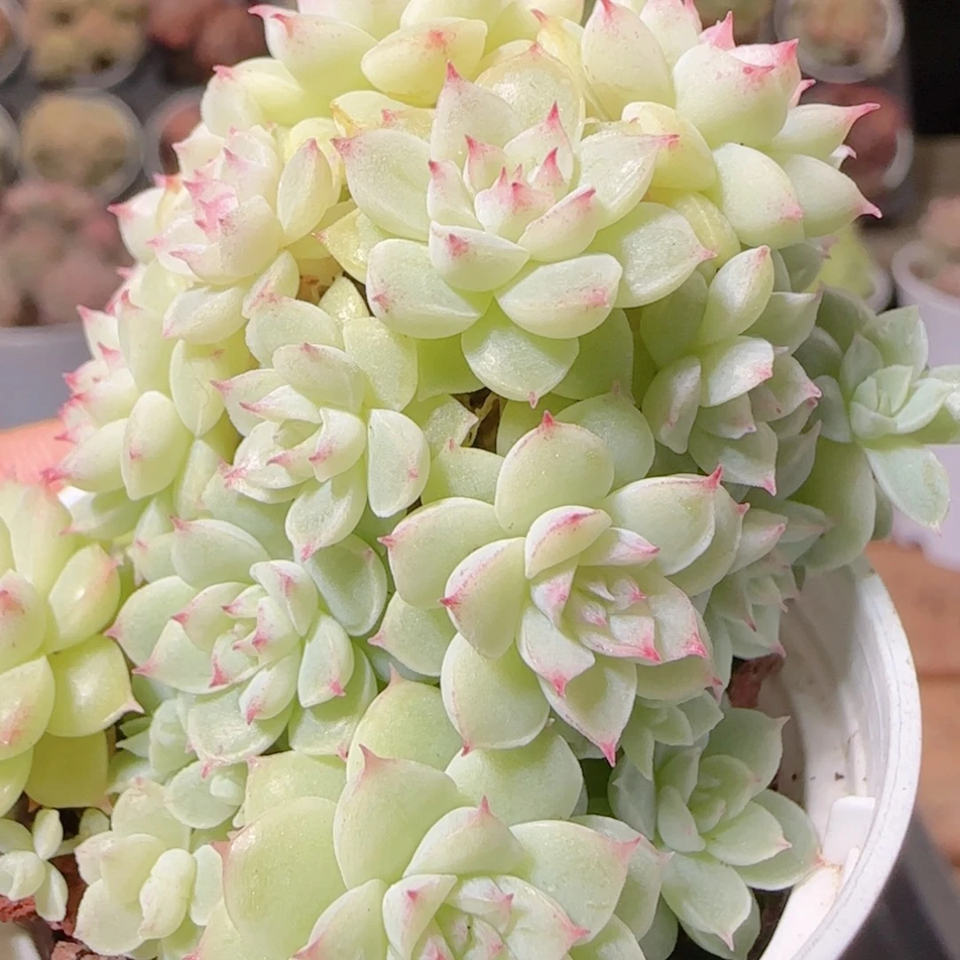 花语逸镜1130-115散