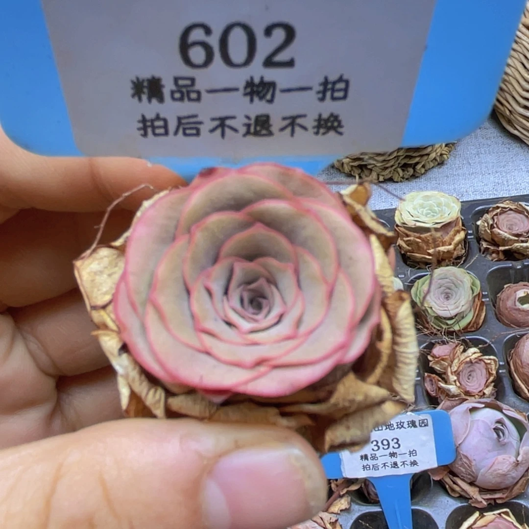 山地玫瑰602裸根发货不售后