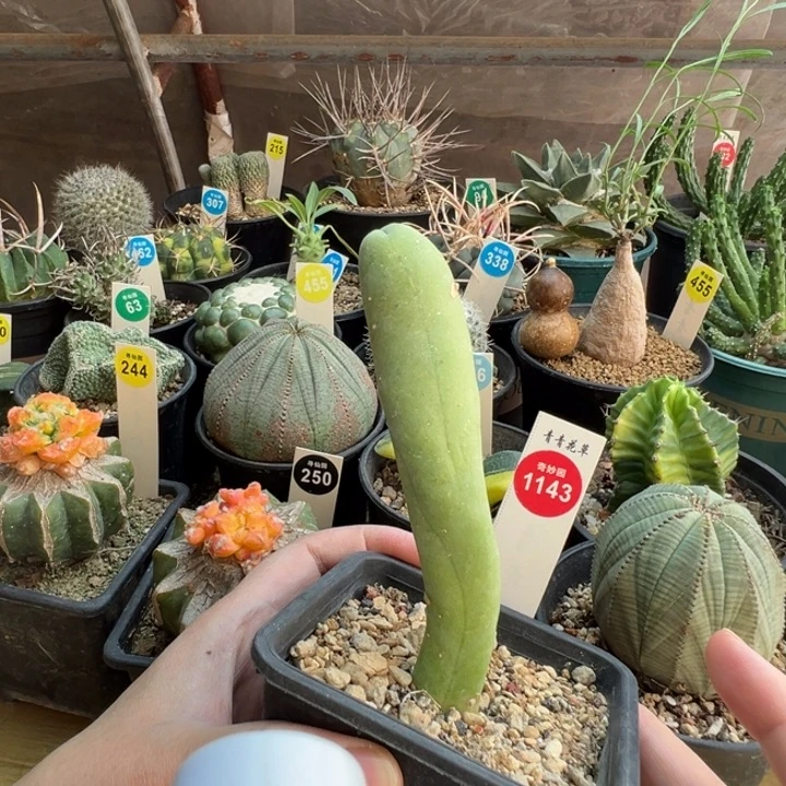 自根程程柱一棵仙人球