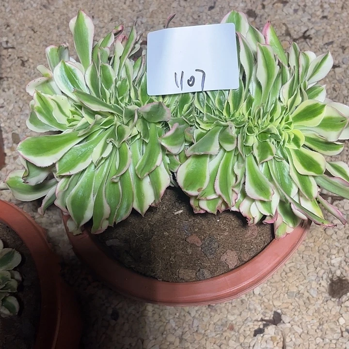 绿破缀化多肉植物1107